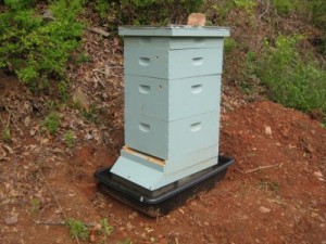 bees