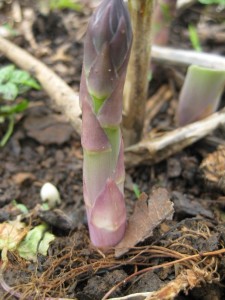 this asparagus will be ready tomorrow