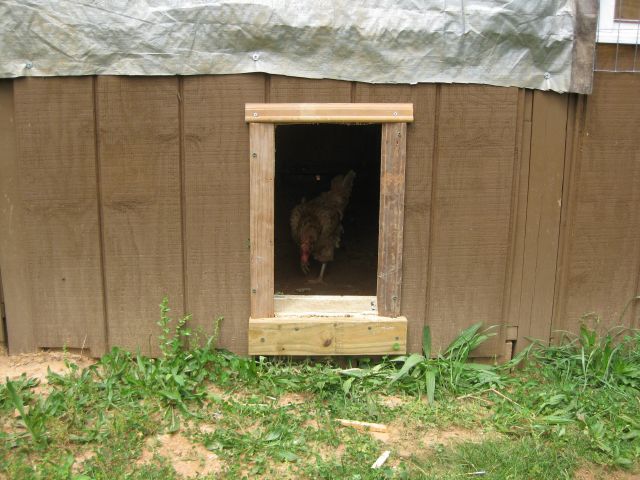 coop door in place with first prospective customer