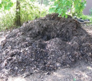compost for tomato plants