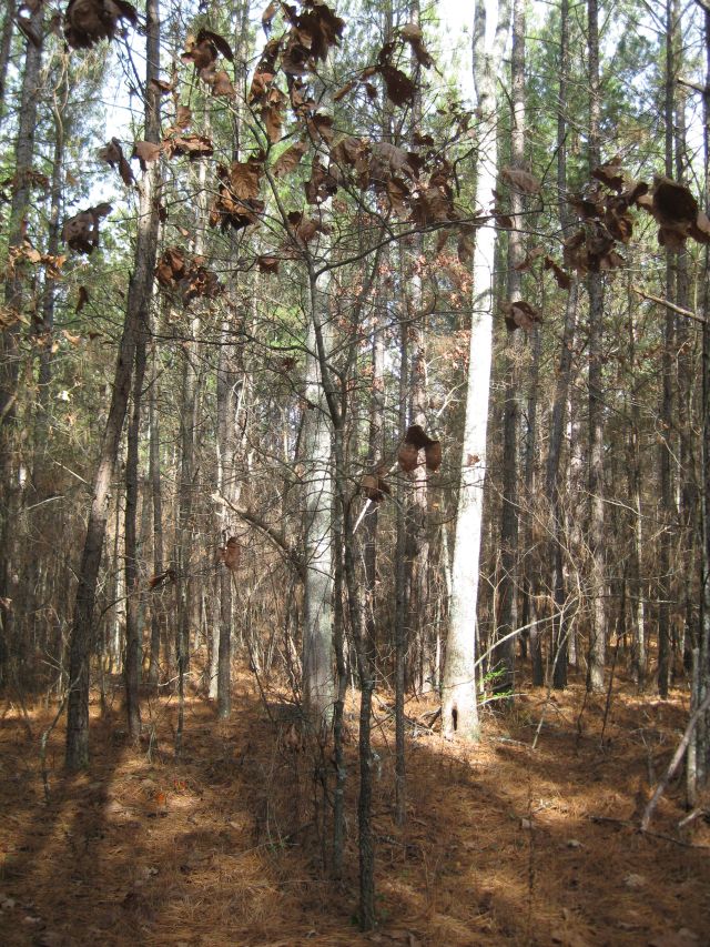 small oak tree surrounded by much bigger trees