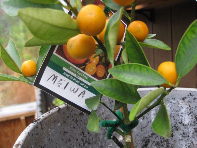 delicious sweet Meiwa citrus