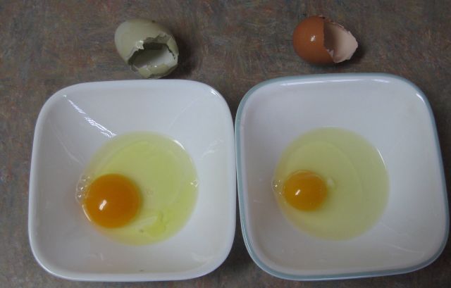 our pasture raised hen's egg on left and commercial version on right