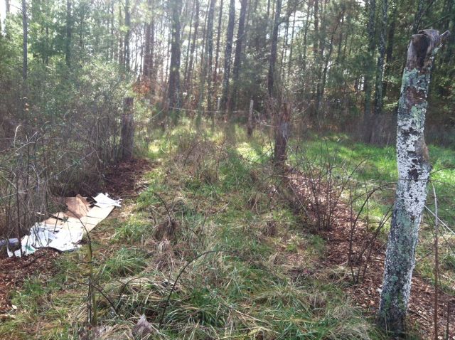 a blackberry location - cardboard on left soon to be mulched