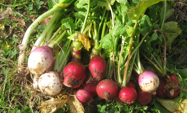additions to the salad - turnips, radishes and scallions