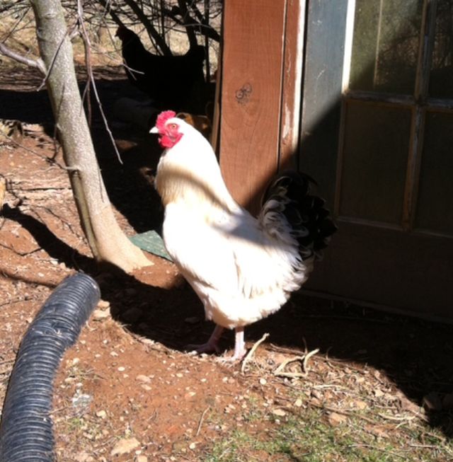 Gus, the young rooster, was adopted by a local farm