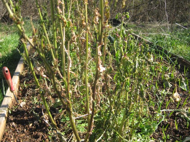 the arugula stands stunted stripped of its foliage