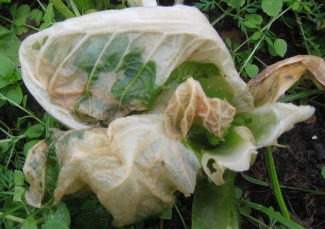 chard leaves blanched white though I am sure it will recover