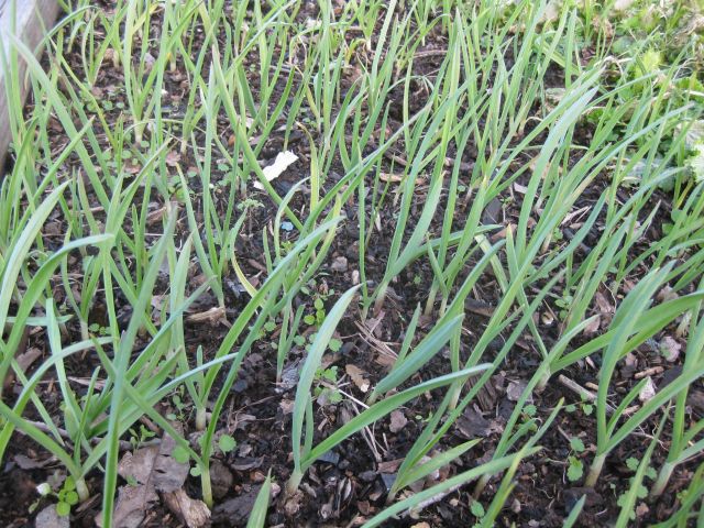 small garlic which will only mature in 3 or 4 month's time