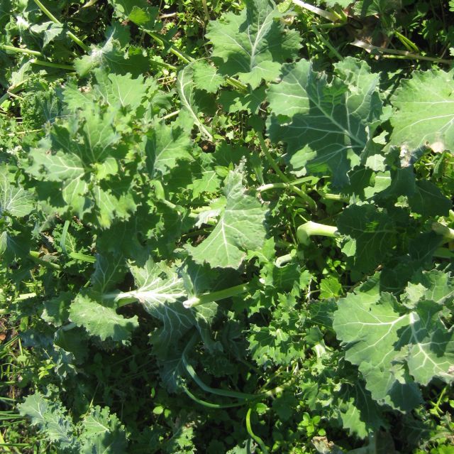 this kale looks similar to collard. my dwarf kale is also doing well