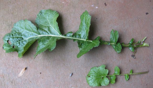 the large leaf has at least 4 times the area of the smaller leaf