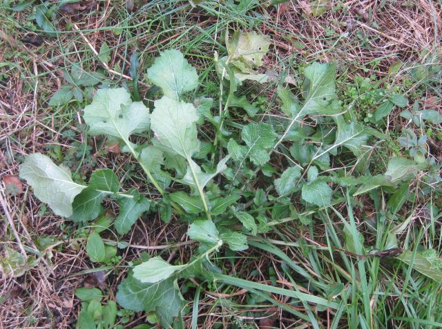 the seed for this plant strayed far to settle among the orchard grasses