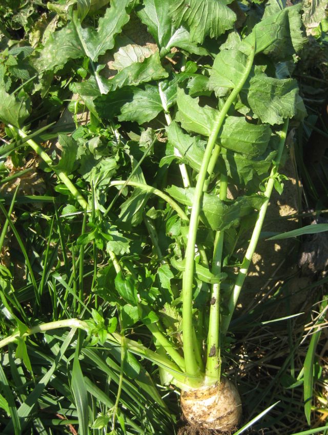 This bunch is for the chicken - they find it easier to tear off the leaves when the leaves are attached to the root base