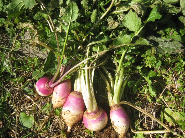 regular turnips we eat raw or sauteed with potatoes and onions