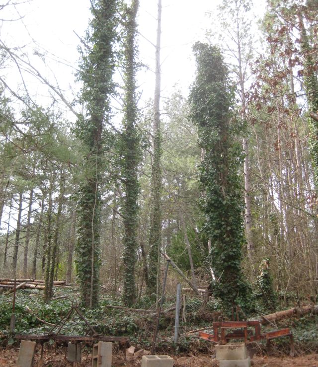 a snap of my neighbor's yard where the pines are strangled by ivy and have succumbed to borers. when they fall into my yard I chainsaw the trunks and add them to my contour ditches