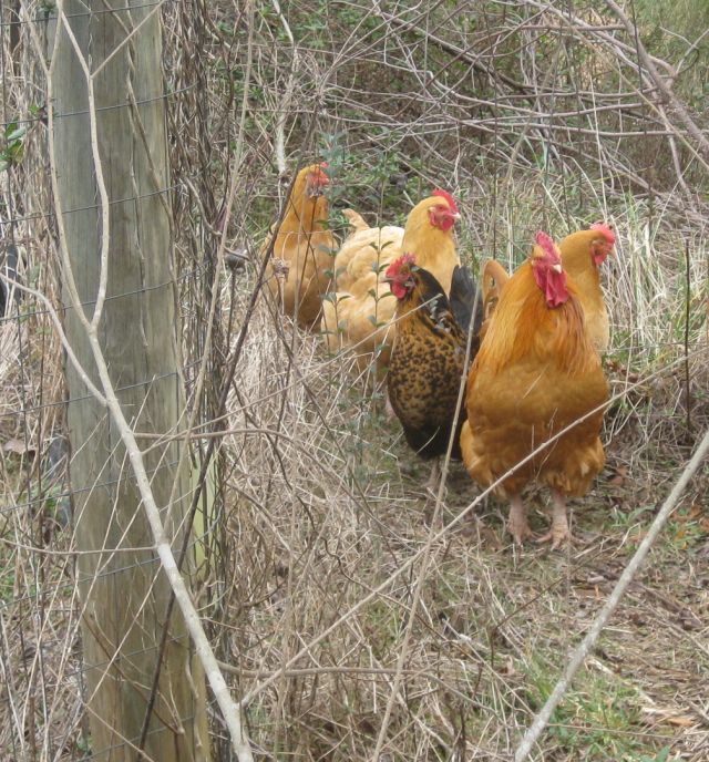 woodland foragers circling the vegetable growing area. Though I would appreciate their work turning the raised beds I cannot risk contamination.