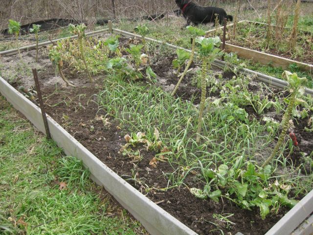90% weeded bed, the light patches are the wood ash, more compost to be added