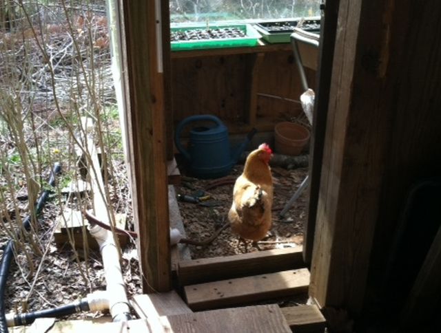 Randa entering the greenhouse