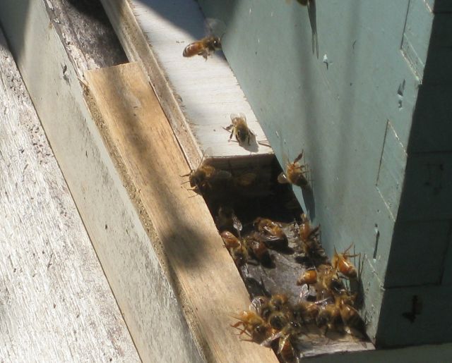 my cobble together entrance reducer. most of the entrance is barred by the white strip of wood and access to the remaining is complicated by the brown strip