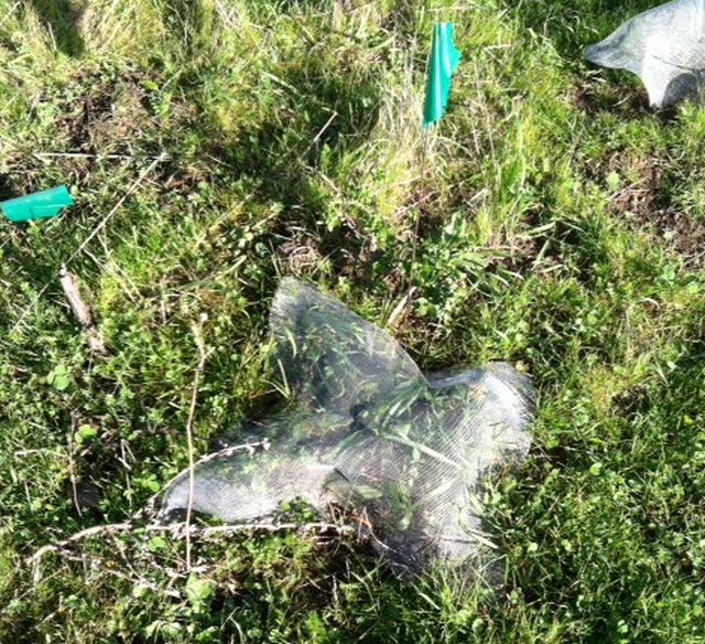 this unusual object is wire mesh stapled around and protecting a tender plant with little flags dotted around signifying protected species