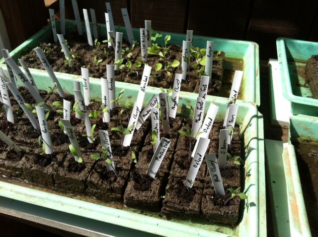 some tomatoes identified with venetian blind plastic strips