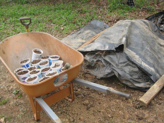 soil mix shielded from the sun and a barrow with some yogurt pots