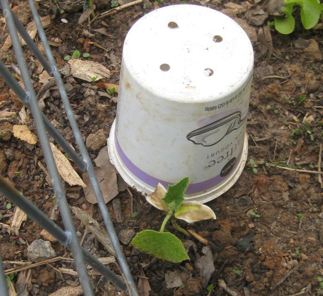 the pots probably saved the cucumbers, though the bottom 2 leaves were cold damaged