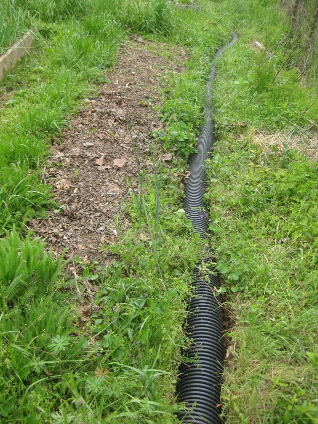 a portion of the root protection trench.  on the left is a perennial asparagus bed with a few shoots on the way