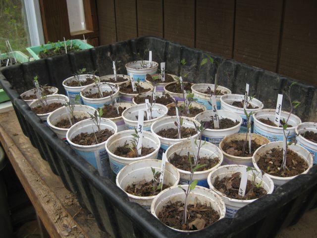 some of the repotted tomato plants including Rutgers (a southern favorite), Oxheart, Black Cherry, Juliet