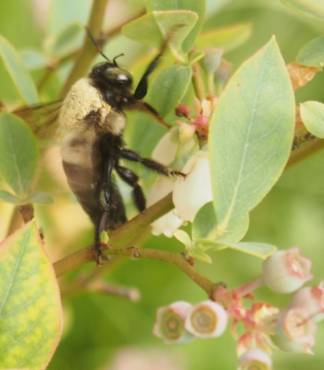 bumblebees with their hairy yellow abdomen, I like. Not so the black abdomen carpenter bees which bore into the wood siding of my house