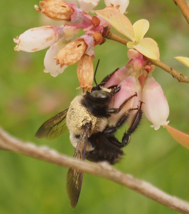 bumblebees not honey bees pollinate my blueberries