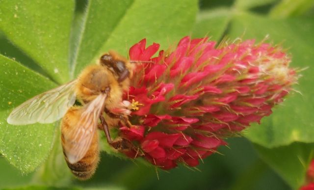 crimson clover