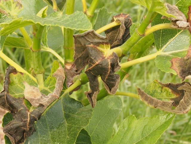 some fig leaves turned black but this year, unlike the previous 3 years, the limbs survived