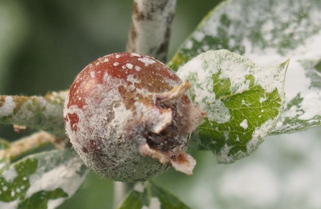 several applications are necessary and the limbs, leaves and fruit turn white