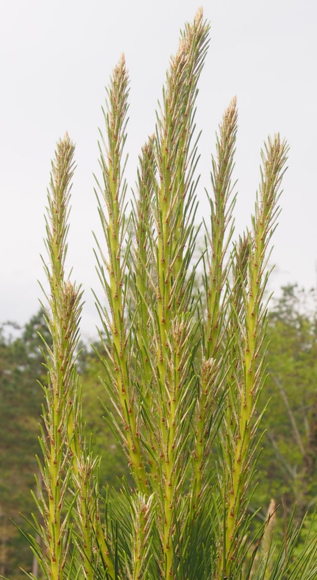 the small pines thrust for the sky but down they must come