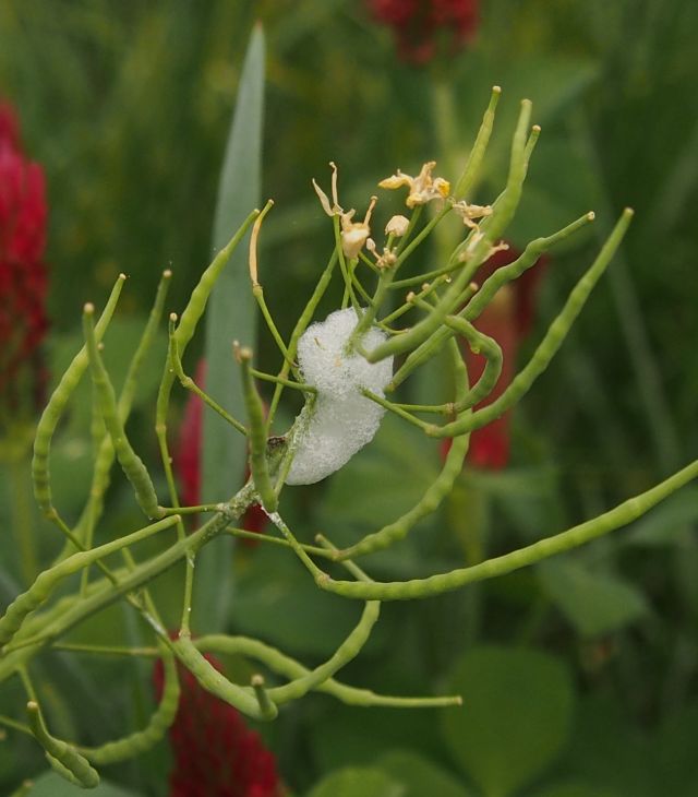 a spittlebug deposit on a turnip plant gone to seed