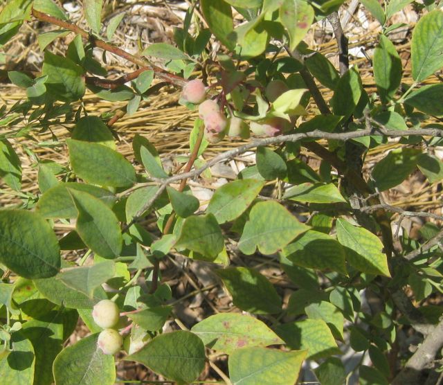 this plant has never really grown over the years, has few berries and has the 7 ph, no surprise