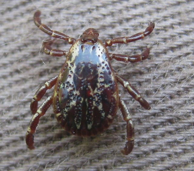 a local tick - there are lots around and my high grass and excessive vegetation doesn't help