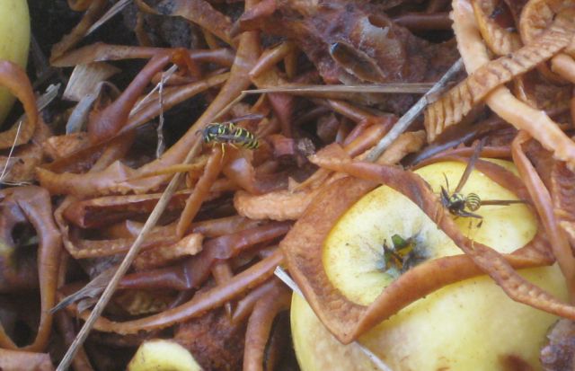 discarded apple peels and apples attract many yellow jackets and other wasps