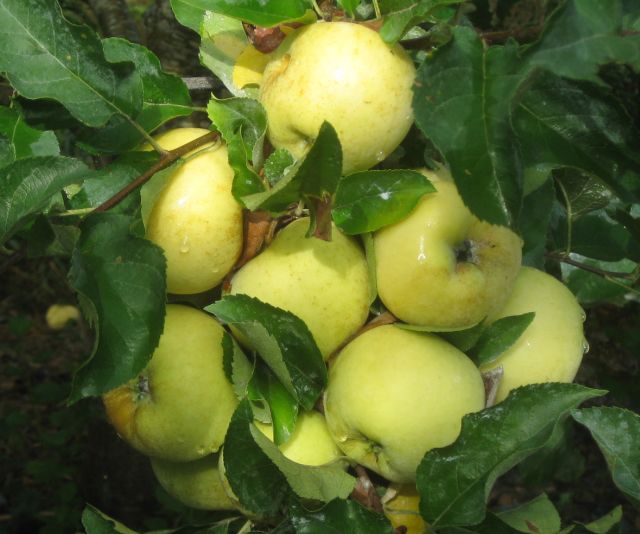 succulent, sweet early season Pristine apples