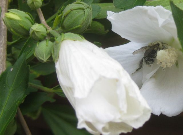 the recent rains brought to life the Rose of Sharon hibiscus and even late morning it is besieged and pollen dusty foragers