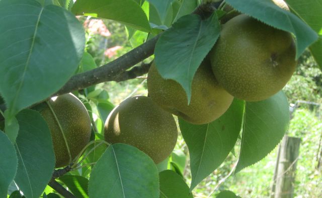 Giant Korean Pear - the best of all my fruit, firm, slightly sweet but sweet enough and impervious to pests and disease