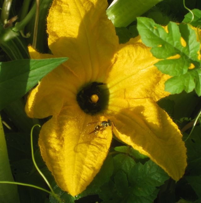 attractive squash flower with a large wasp and at its base a cluster of bumblebees