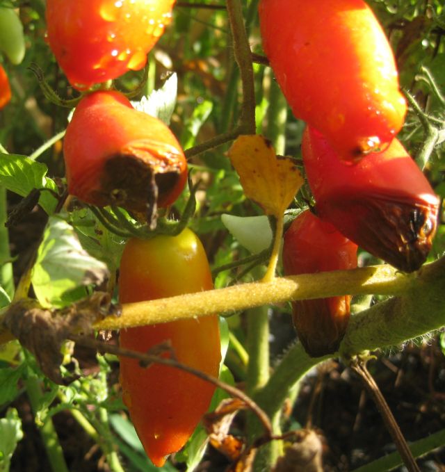 the scourge of blossom rot