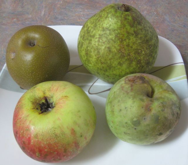 the Kieffer pear (top right) is v. large and sweet.  Top let a Giant Korean pear, bottom left a Paduckah apple and bottom right the Anna Apple from Israel with low chill hours requirement