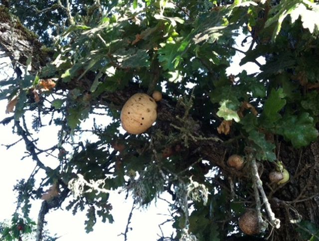 puff balls on the trees