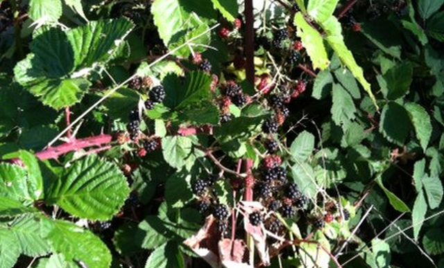 succulent sweet wild blackberries