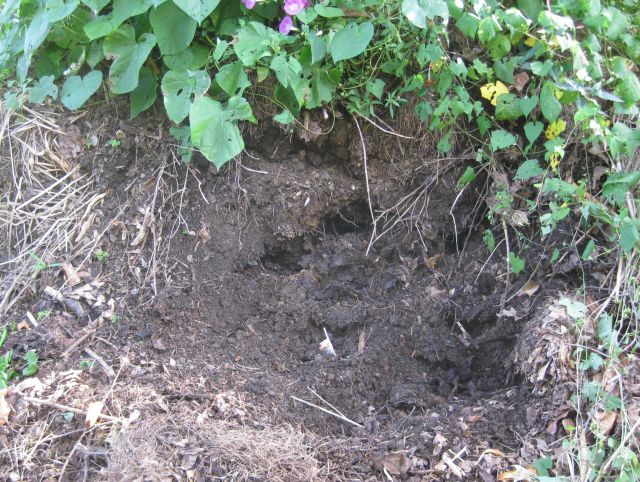 the compost heap should be turned but there is a vigorous butternut vine arrowing from the heap to the sunlit areas and we would like it to finish producing its butternut