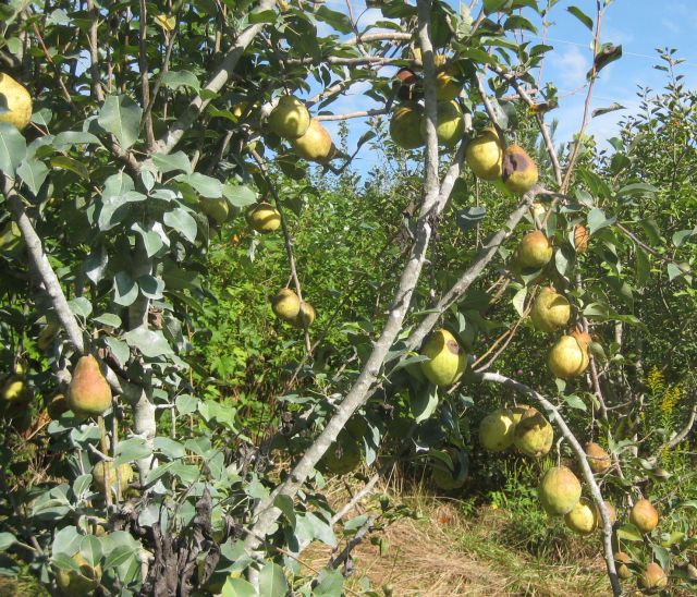 just some of the abundant pears