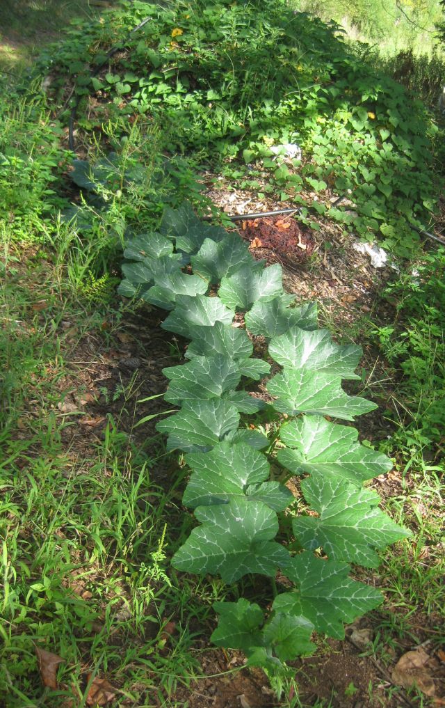 the butternut plant is self seeded and vigorous and beneath its leaves is butternut